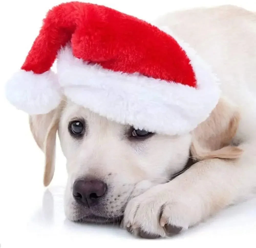 50 Pack Christmas Santa Hats for Dogs & Cats | Pet Costume