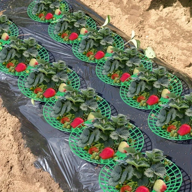 6 Green PVC Strawberry Support Cage Vegetable Garden 3-Legged Plant