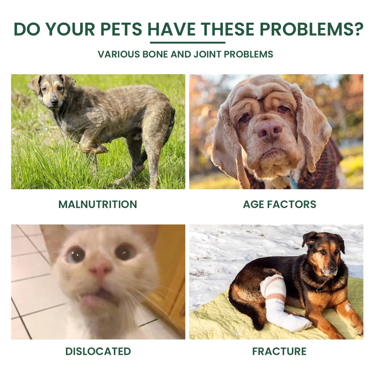 Yegbong Dog Joint Care Drops | Hip & Bone Supplement