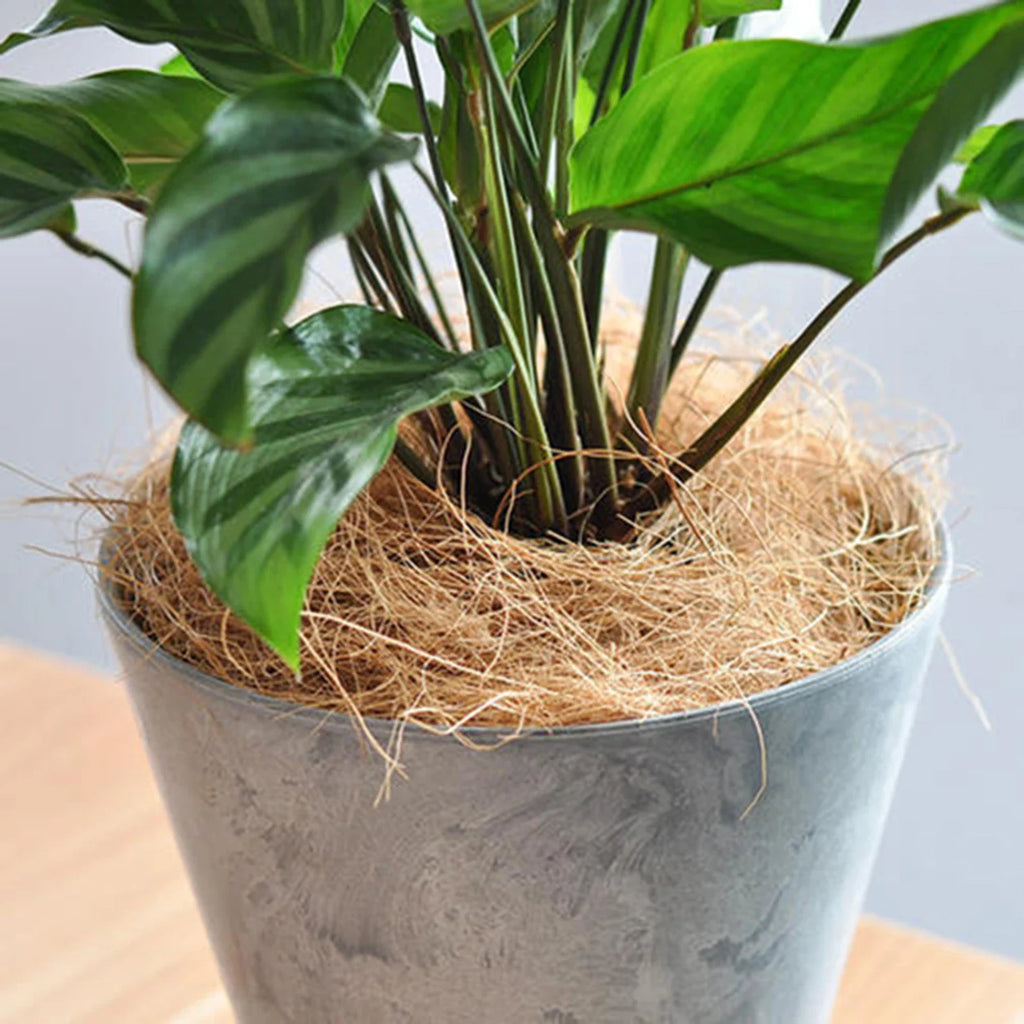 Dust-Free Coconut Fiber for Planters & Pet Nests | Natural Coir