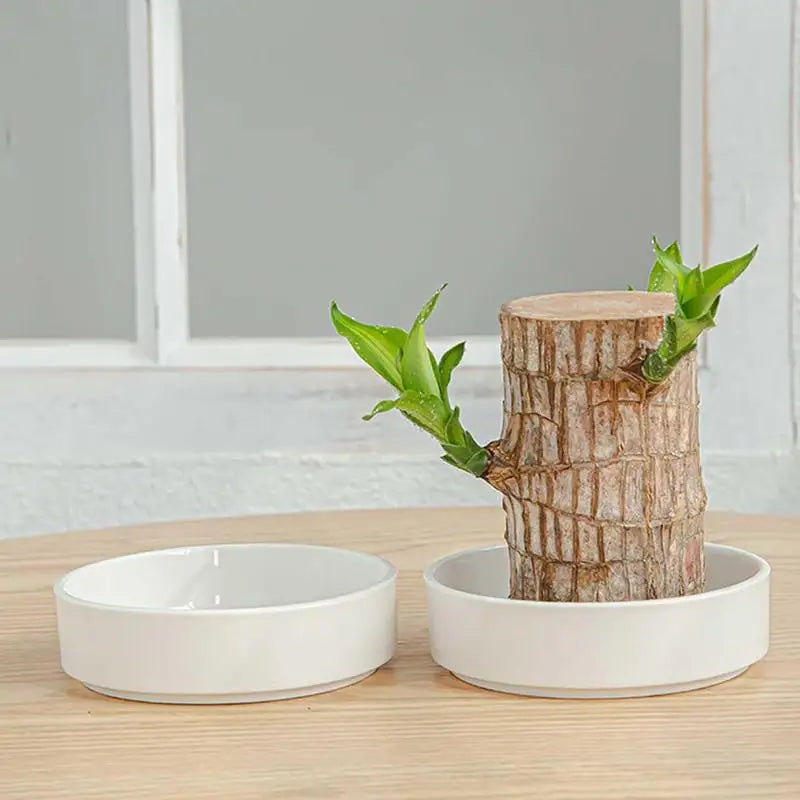 Brazilian Wood Pallet Desk Decor Elegant Ceramic Plates Plant Pot