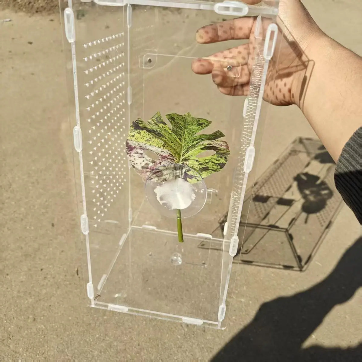 Jumping Spider Leaf Terrarium Decor with Suction Cup Mount