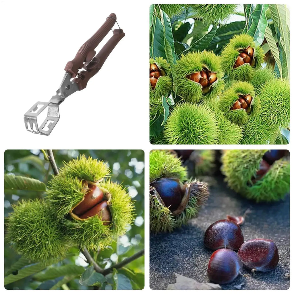 Manual Chestnut Cracker & Nut Opener for Pecans, Walnuts