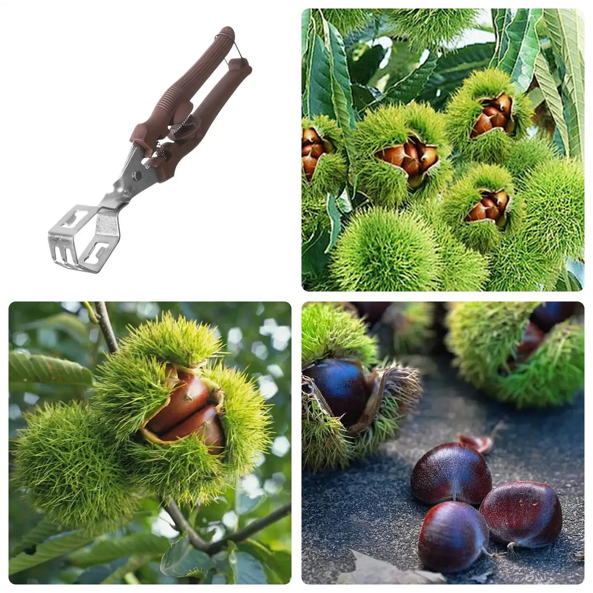 Manual Chestnut Cracker & Nut Opener for Pecans, Walnuts