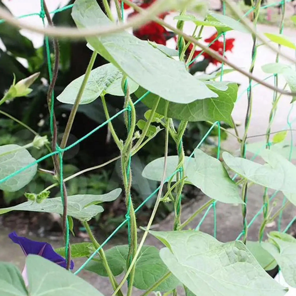 Plant Trellis Netting for Climbing Plants – Polyester Grow Net