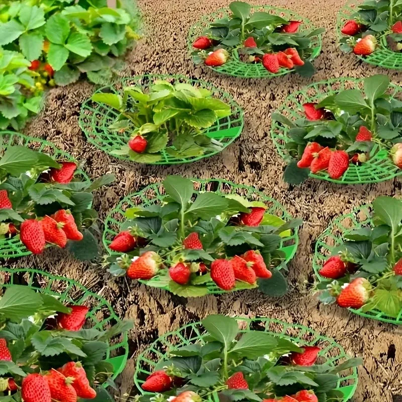 Strawberry & Watermelon Plant Support Frames | 5/10/15pcs