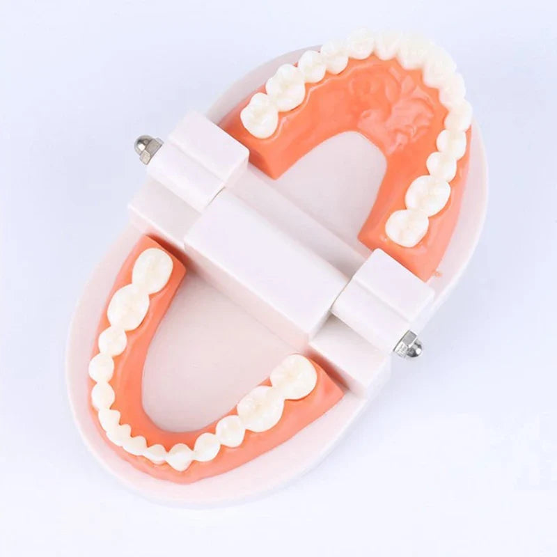 Adult Typodont Teeth Model – Dental Teaching Denture Display