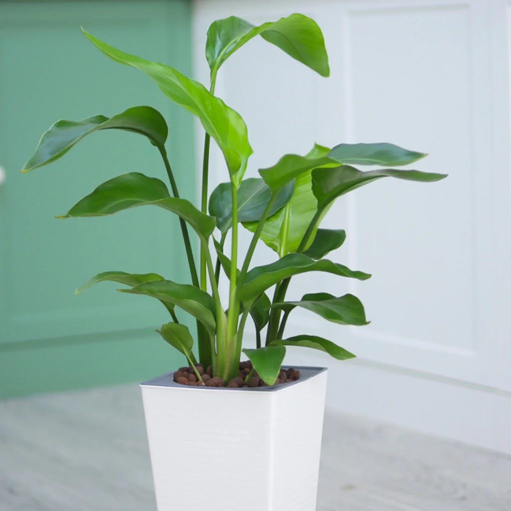 Self Watering Planter Pot for Succulents & House Plants
