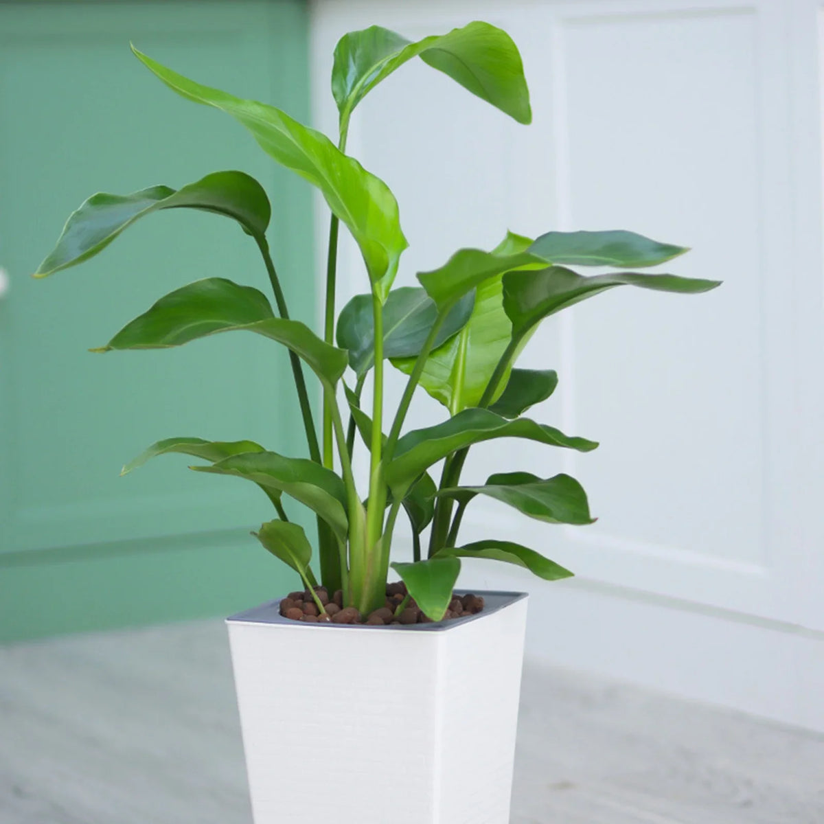 Self Watering Planter Pot for Succulents & House Plants
