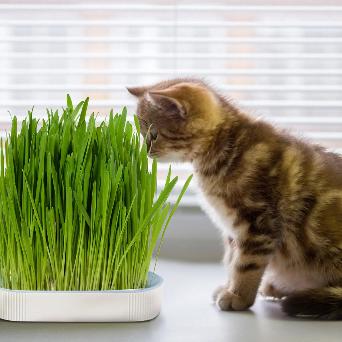 Soilless Cat Grass Hydroponic Growing Kit | Seed Tray Set