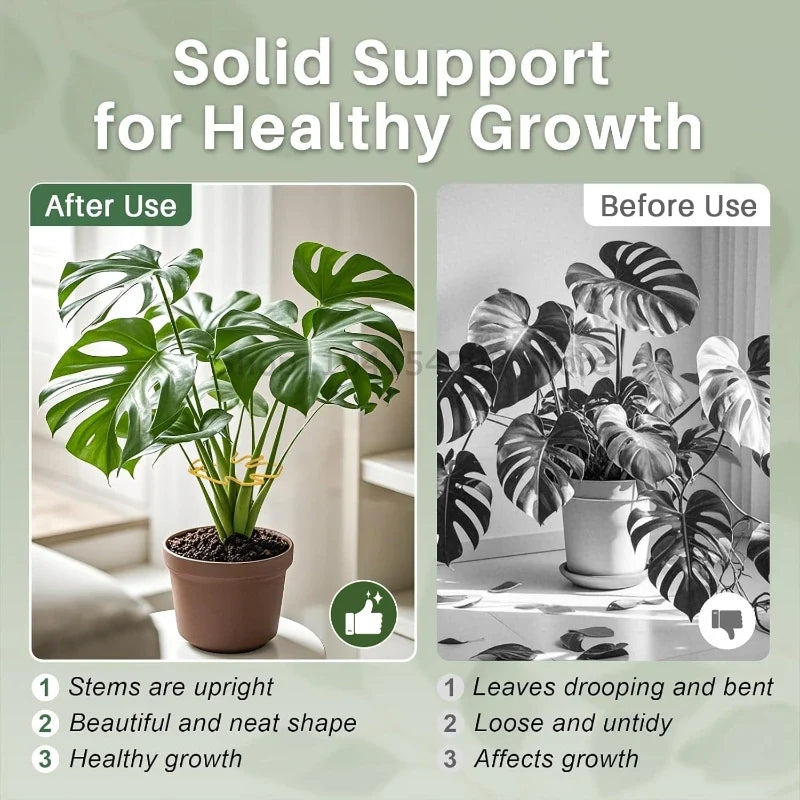 Large Monstera Plant Support Frame – Stem Climbing Stabilizer