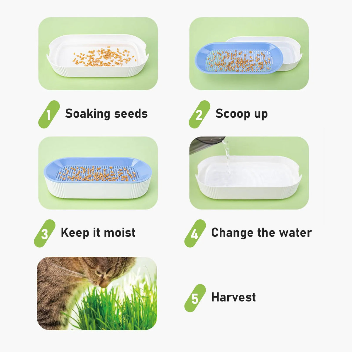 Soilless Cat Grass Hydroponic Growing Kit | Seed Tray Set