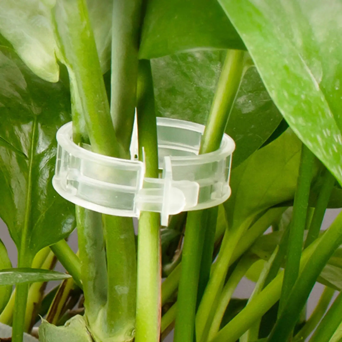 100-Pack Plant Support Clips | Trellis & Stake Garden Clips