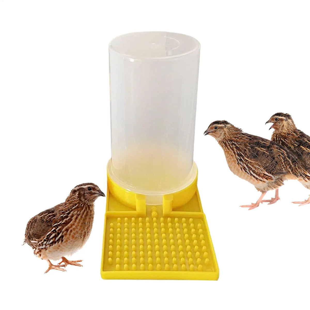 Quail Waterer No Waste Leakproof Large Capacity Clear Feeder Poultry