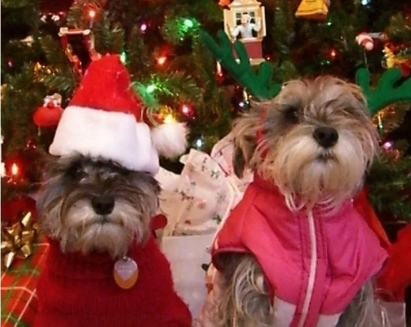 Christmas Santa Hat for Cats & Dogs – Xmas Pet Costume