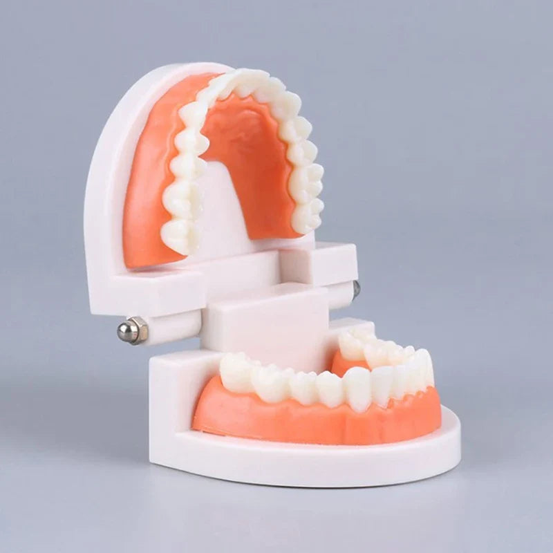 Adult Typodont Teeth Model – Dental Teaching Denture Display