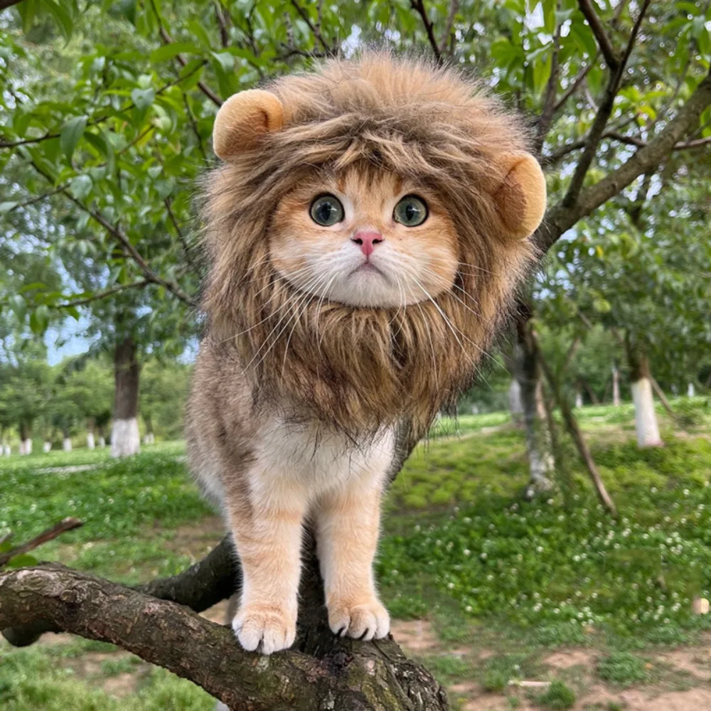 Internet Celebrity Pet Cat Lion Head Rabbit Ears Frog Bear Hat Funny