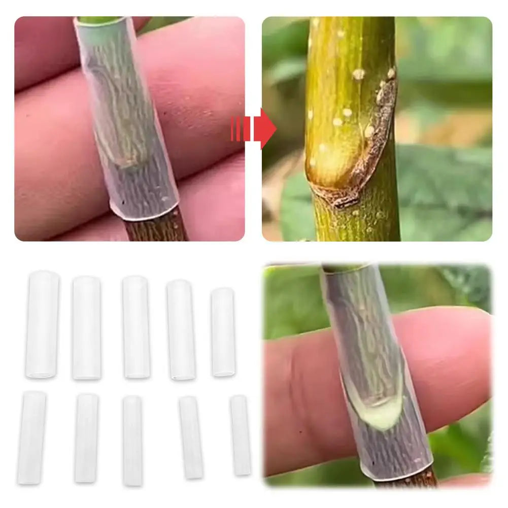 50-Pack Grafting Sleeves – Tomato, Eggplant & Fruit Trees