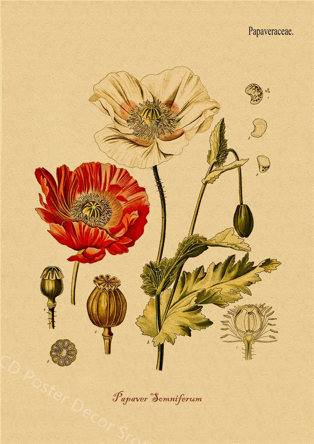Botanical Herb & Flower Retro Kraft Paper Poster | Vintage Wall Art