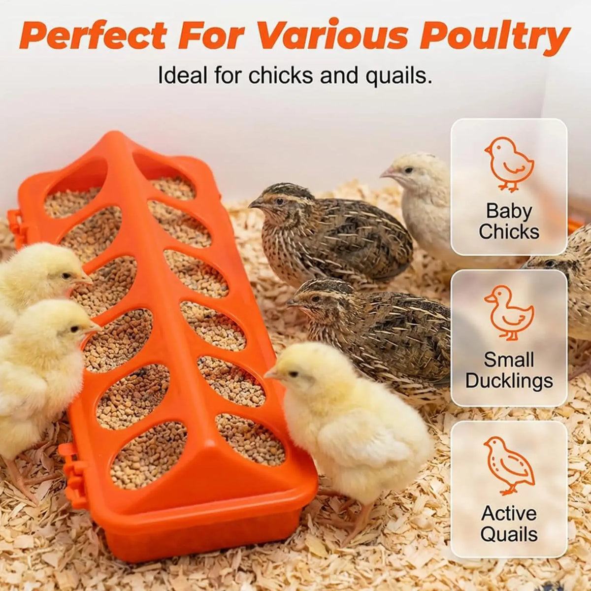 12-Hole Spill-Proof Poultry Feeder for Chicks, Ducks & Birds