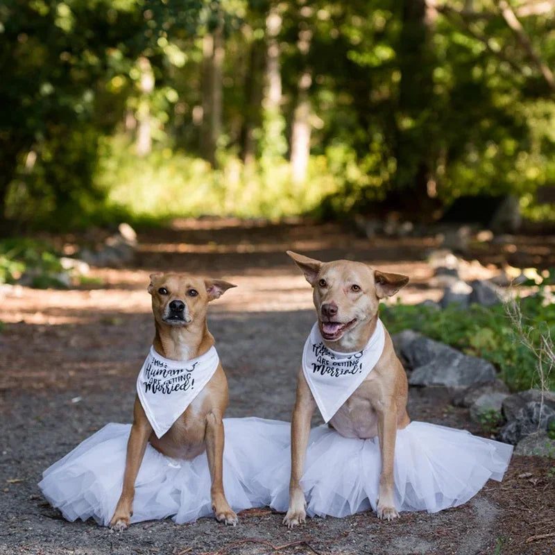 My Humans Are Getting Married Dog Bandana | Wedding Pet Scarf
