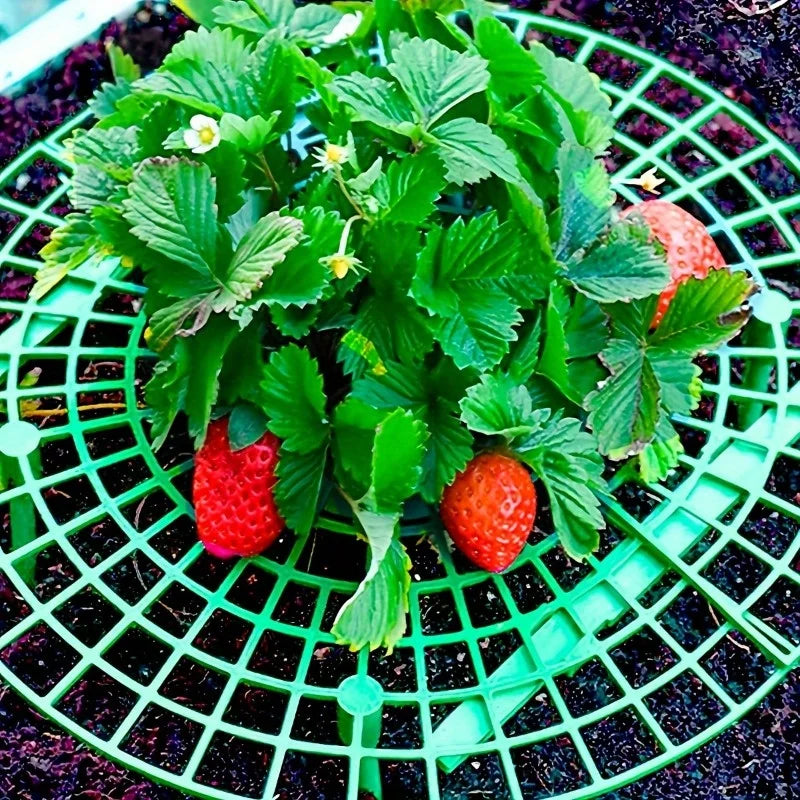 6 Green PVC Strawberry Support Cage Vegetable Garden 3-Legged Plant
