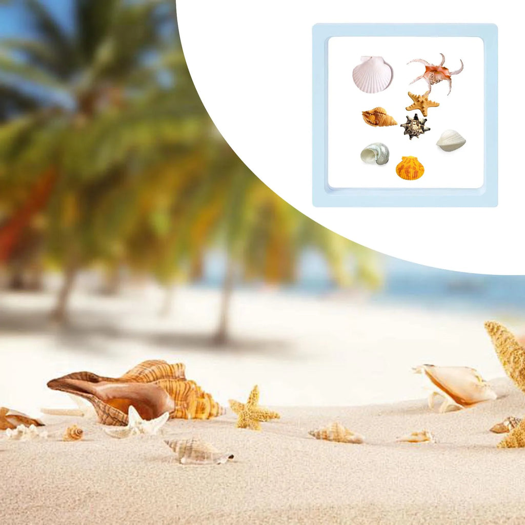 3D Floating Seashell Display Box | Acrylic Craft Organizer Case