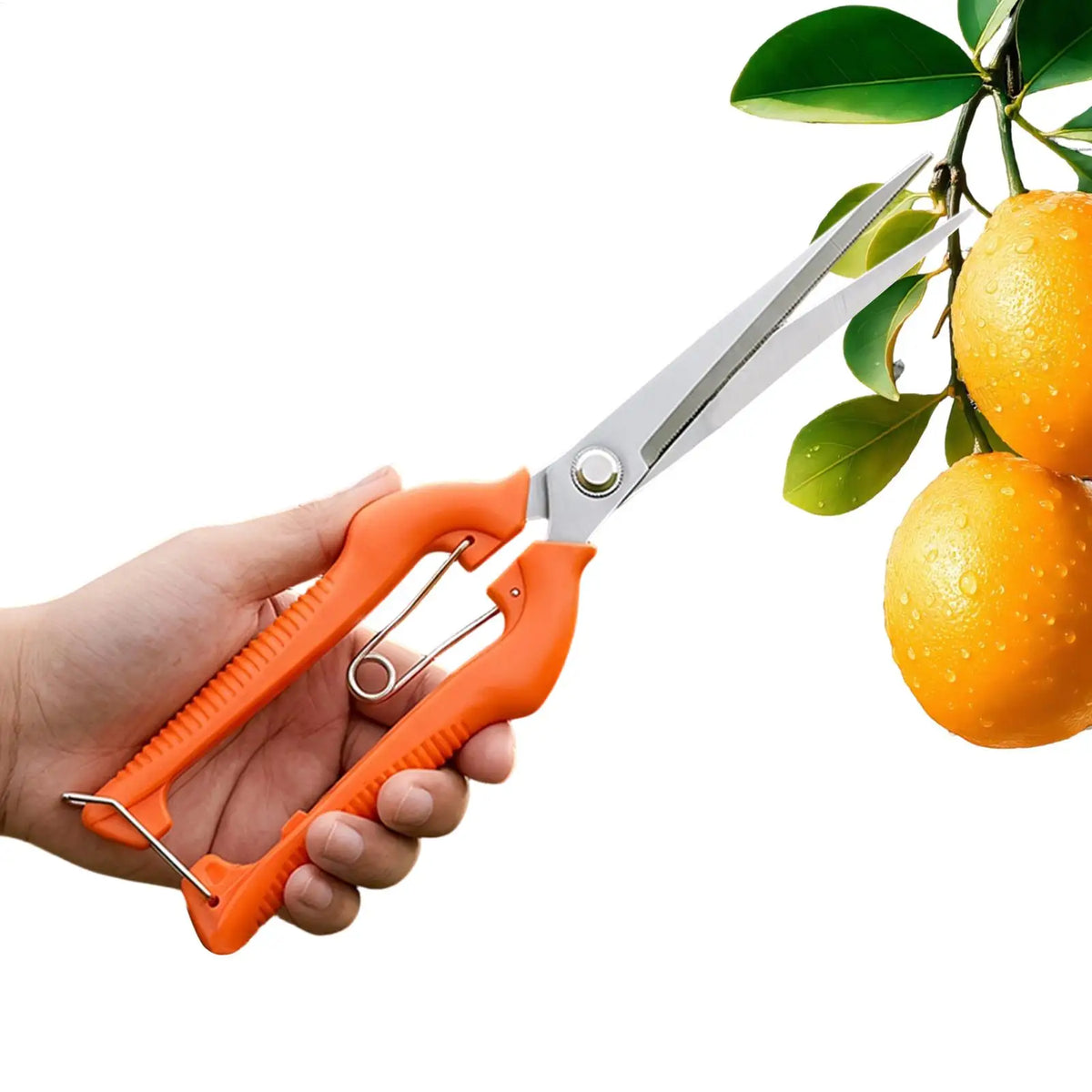 Stainless Steel Garden Pruners | Shears for Trimming & Cutting