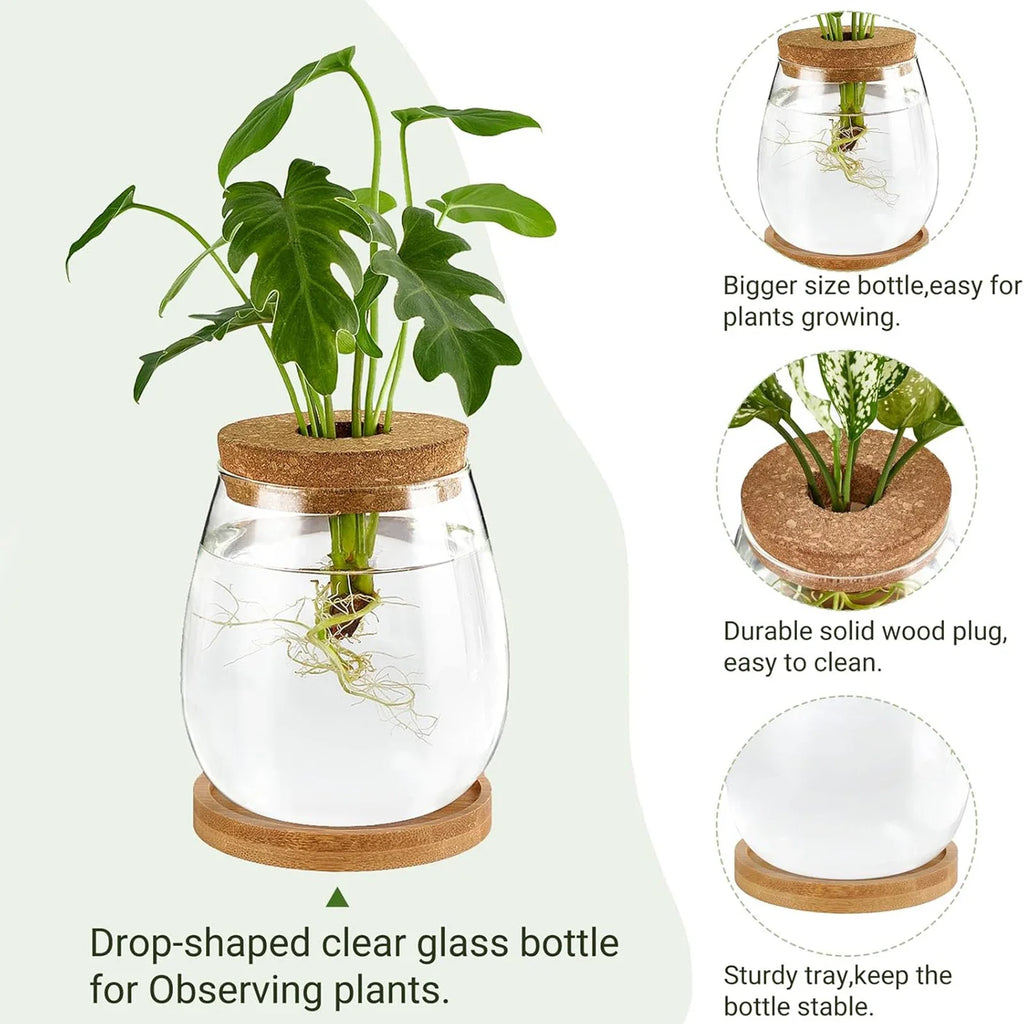 Glass Terrarium Vase & Wood Stand | Propagation Station Set of 2