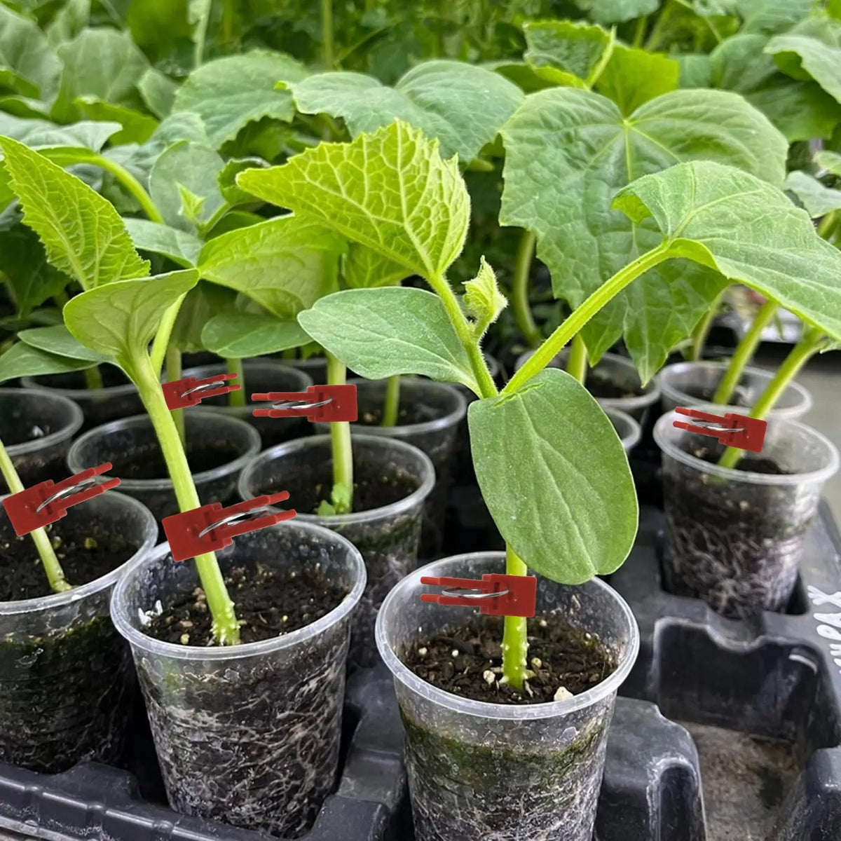 Plant Grafting Clips 50 Fixing Clamp Falt Mouth Climbing Supports