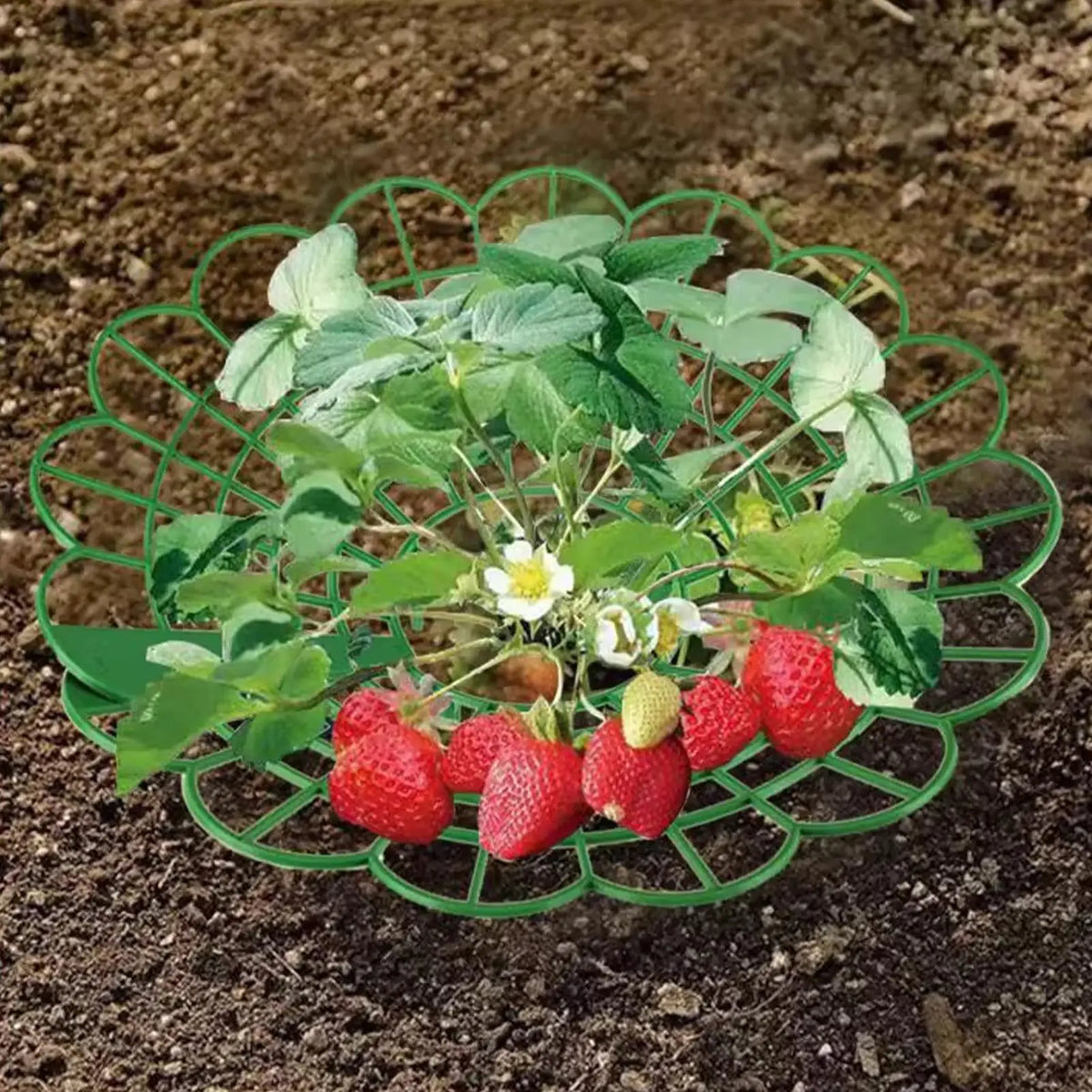 Strawberry Plant Support Rack | Open Grid Garden Frame