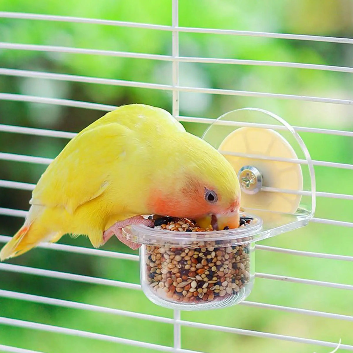 Detachable Transparent Bird Feeder Cups for Cages | Parrot & Cockatiel