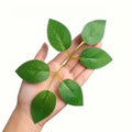80 Pcs Artificial Rose Vine Leaves – Bulk Greenery for DIY Decor