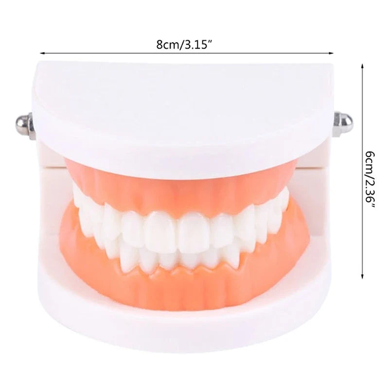 Adult Typodont Teeth Model – Dental Teaching Denture Display