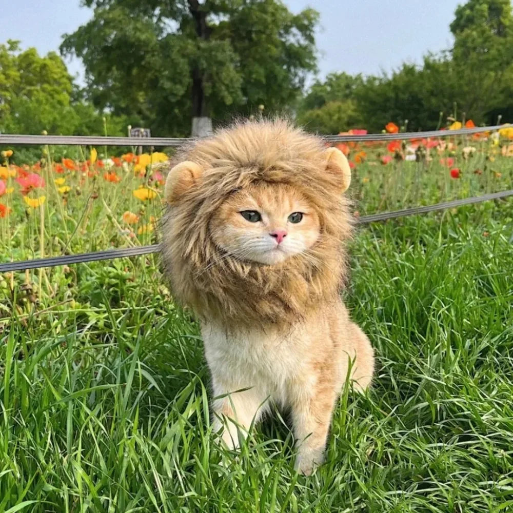 Internet Celebrity Pet Cat Lion Head Rabbit Ears Frog Bear Hat Funny