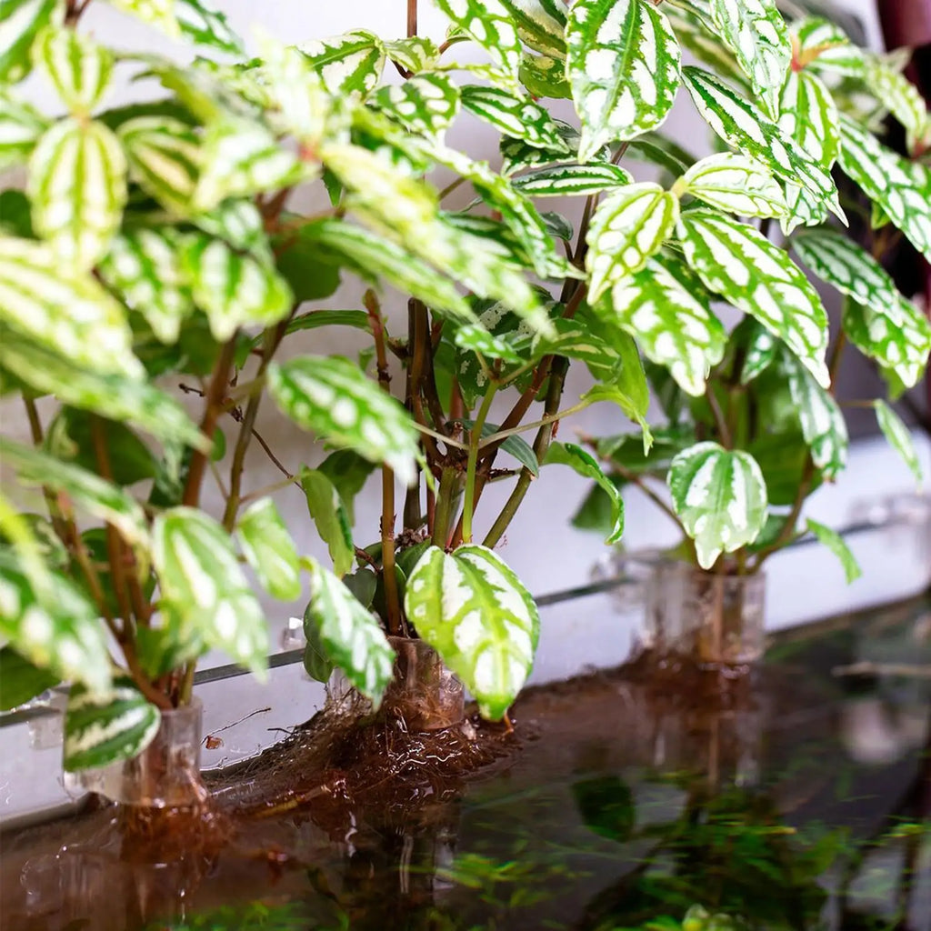 6-Piece Clear Aquarium Plant Holder – Hydroponic Fish Tank Cup