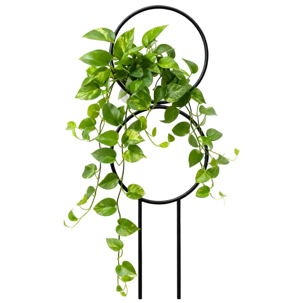 Metal Plant Trellis – Adjustable Support Stake Indoor & Outdoor