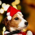 Christmas Santa Hat for Cats & Dogs – Xmas Pet Costume