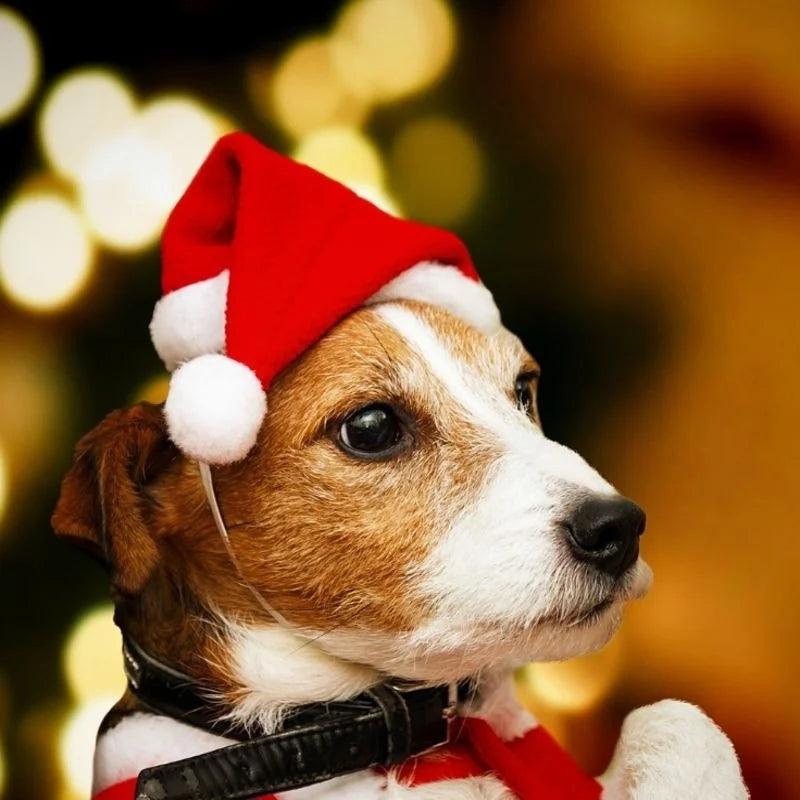 Christmas Santa Hat for Cats & Dogs – Xmas Pet Costume