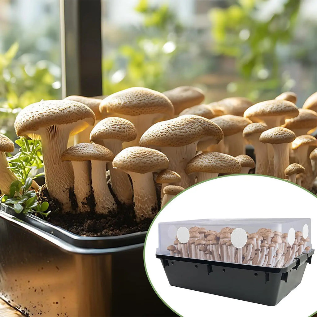 Mushroom Filter Discs 24-Pack – Moisture Preservation Pads
