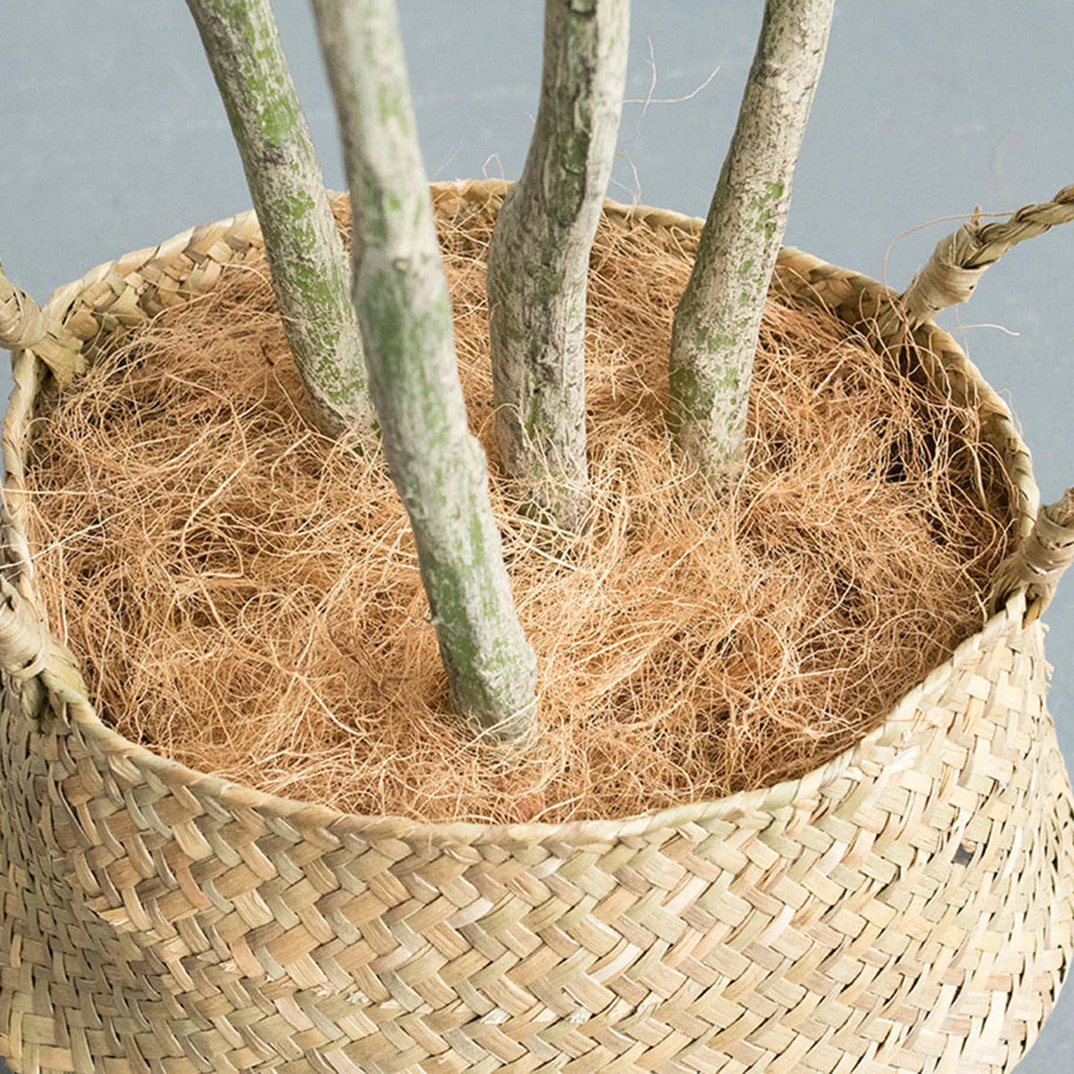 Dust-Free Coconut Fiber for Planters & Pet Nests | Natural Coir