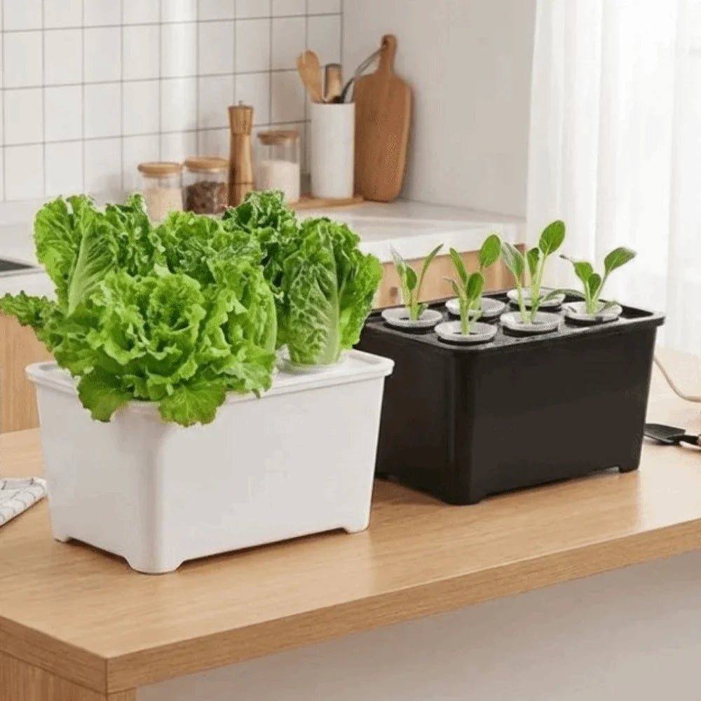 6-Hole Hydroponic Grower Kit | Self-Watering Indoor Herb Garden