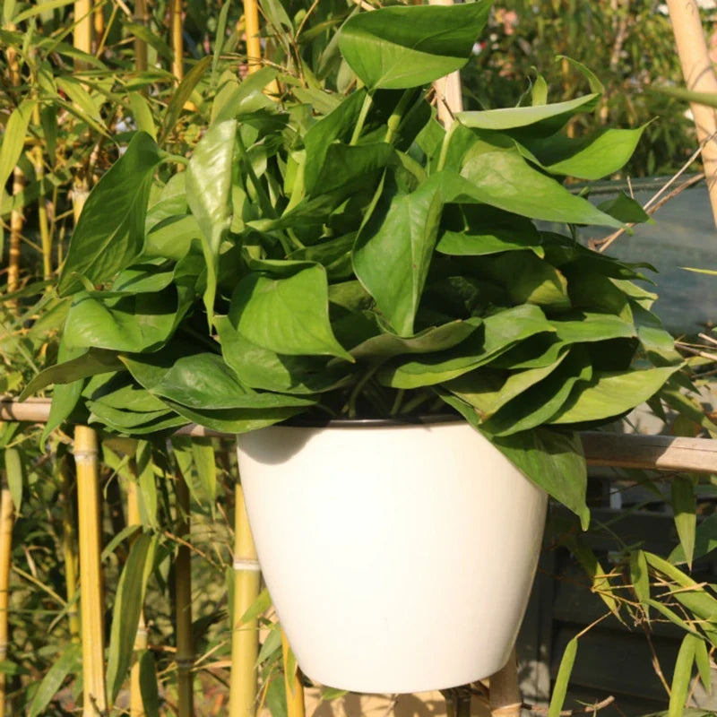 Wall-mounted Indoor Automatic Water-absorbing Flowerpot Plastic