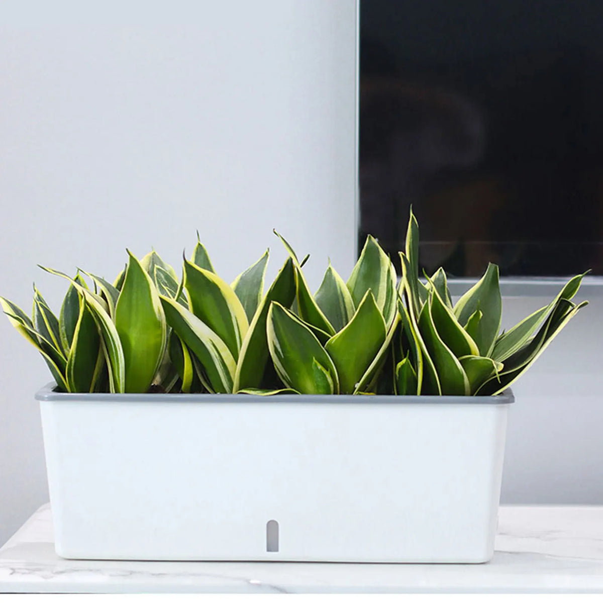 Twin-Layer Self-Watering Long Strip Planter Pot | Indoor Garden