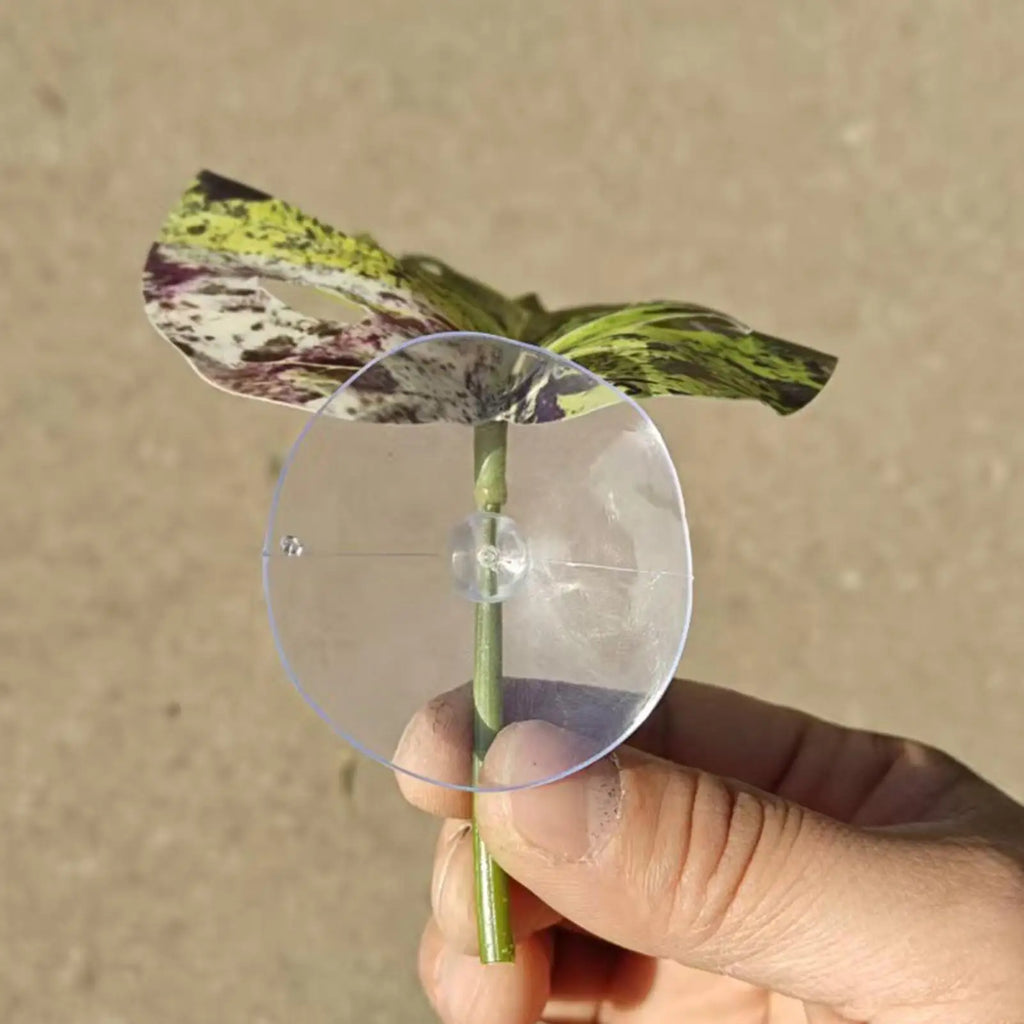 Jumping Spider Leaf Terrarium Decor with Suction Cup Mount