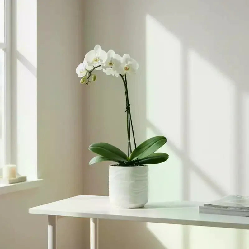 Wave Faux Ceramic Flower Pots for Indoor Plants – Set of 2
