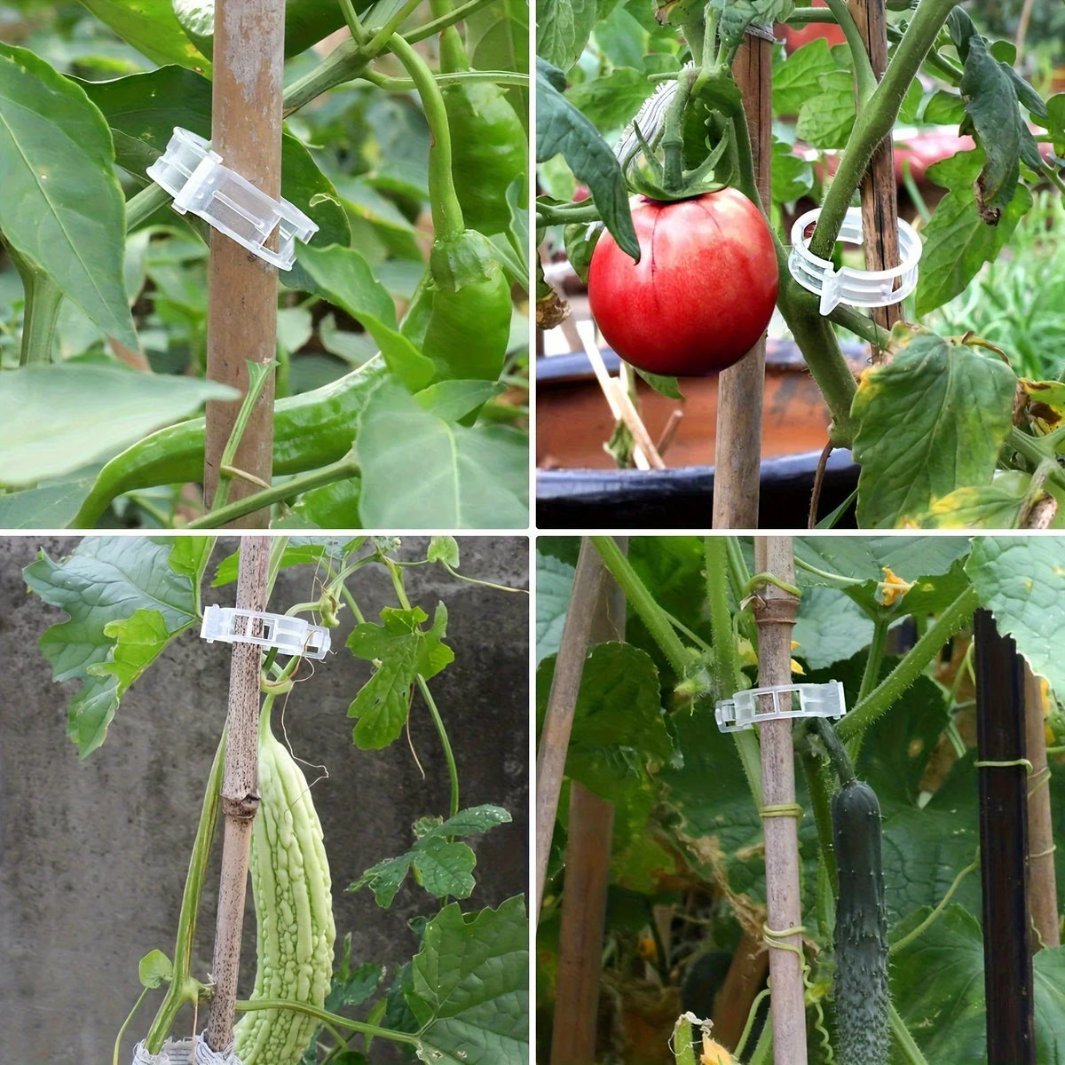 Plastic Plant Support Clips for Tomatoes & Climbing Plants