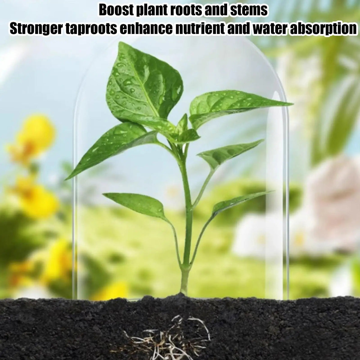 Liquid Plant Fertilizer Concentrate 100ml – Boost Growth