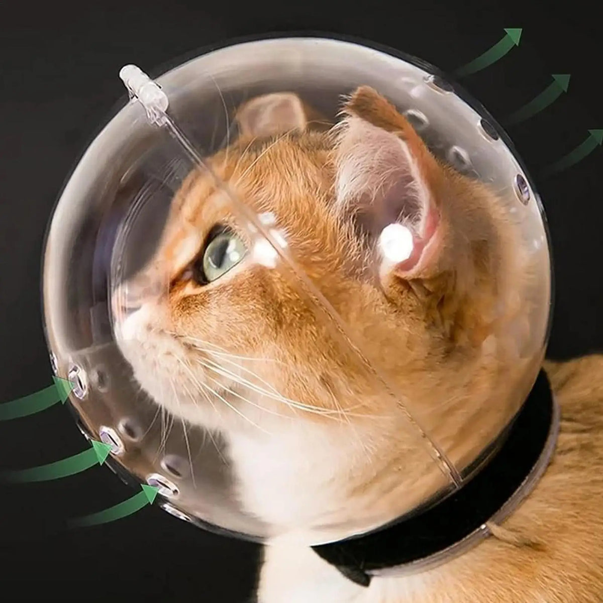 Cat Hood Bubble Muzzle Transparent Breathable Face Cover Small Dogs