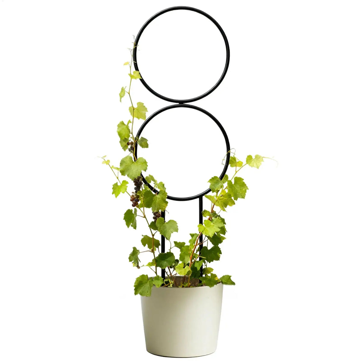 Metal Plant Trellis – Adjustable Support Stake Indoor & Outdoor